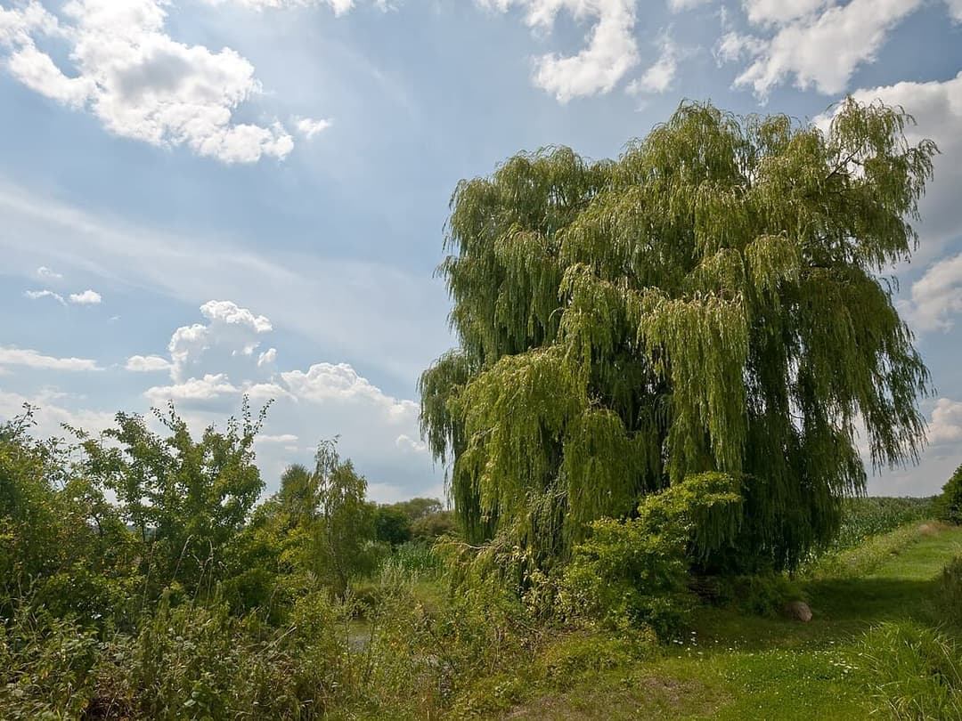 Willow tree, Salix, leaning over water in summer