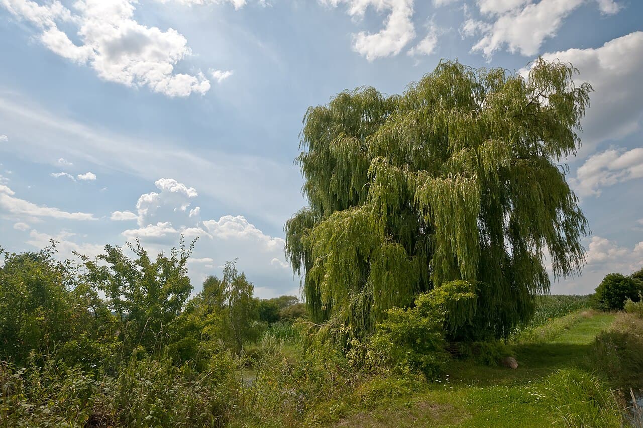 Willow tree, Salix, leaning over water in summer